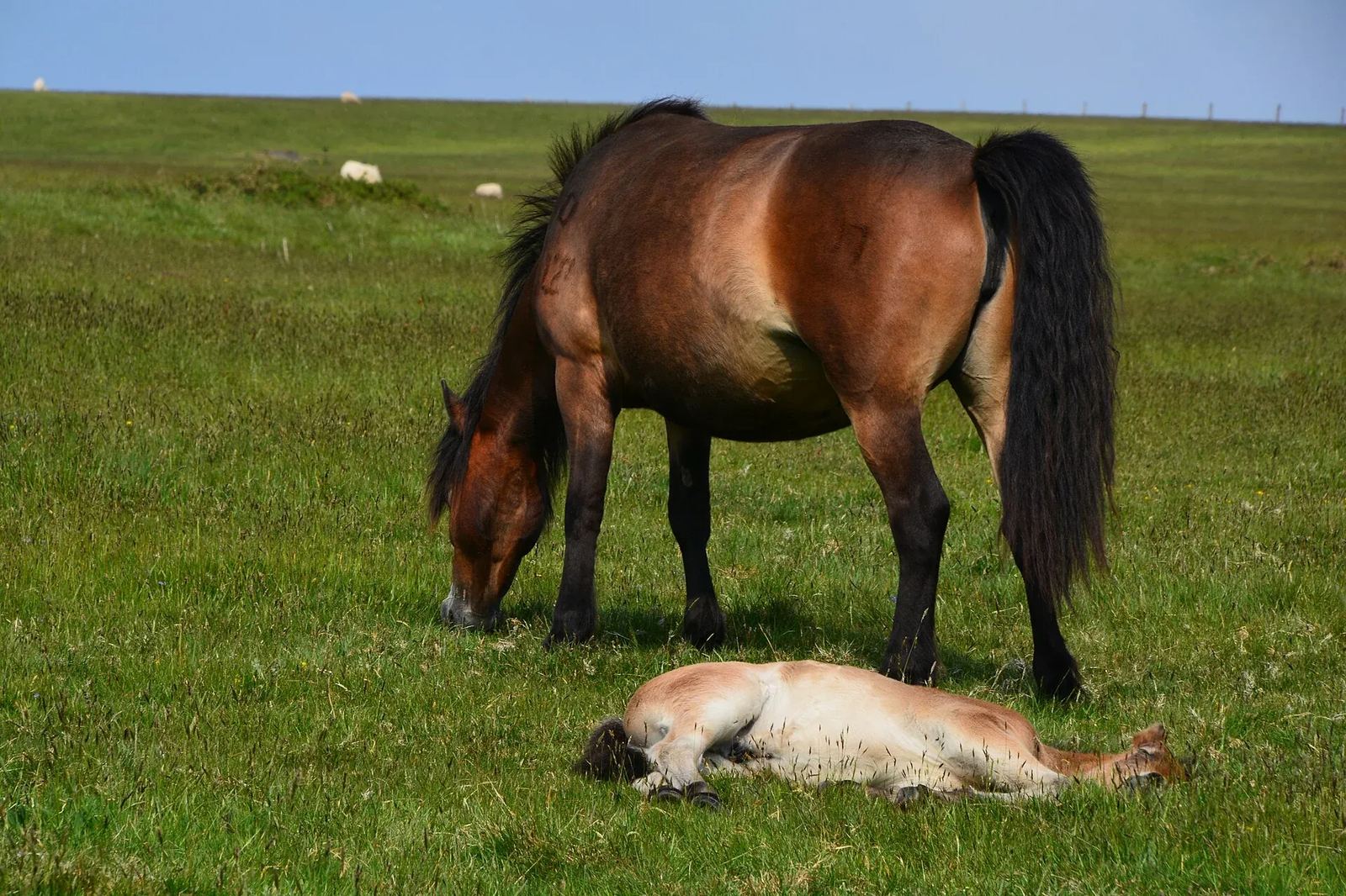 A herd of wild Exmoor ponies grazing on open moorland
